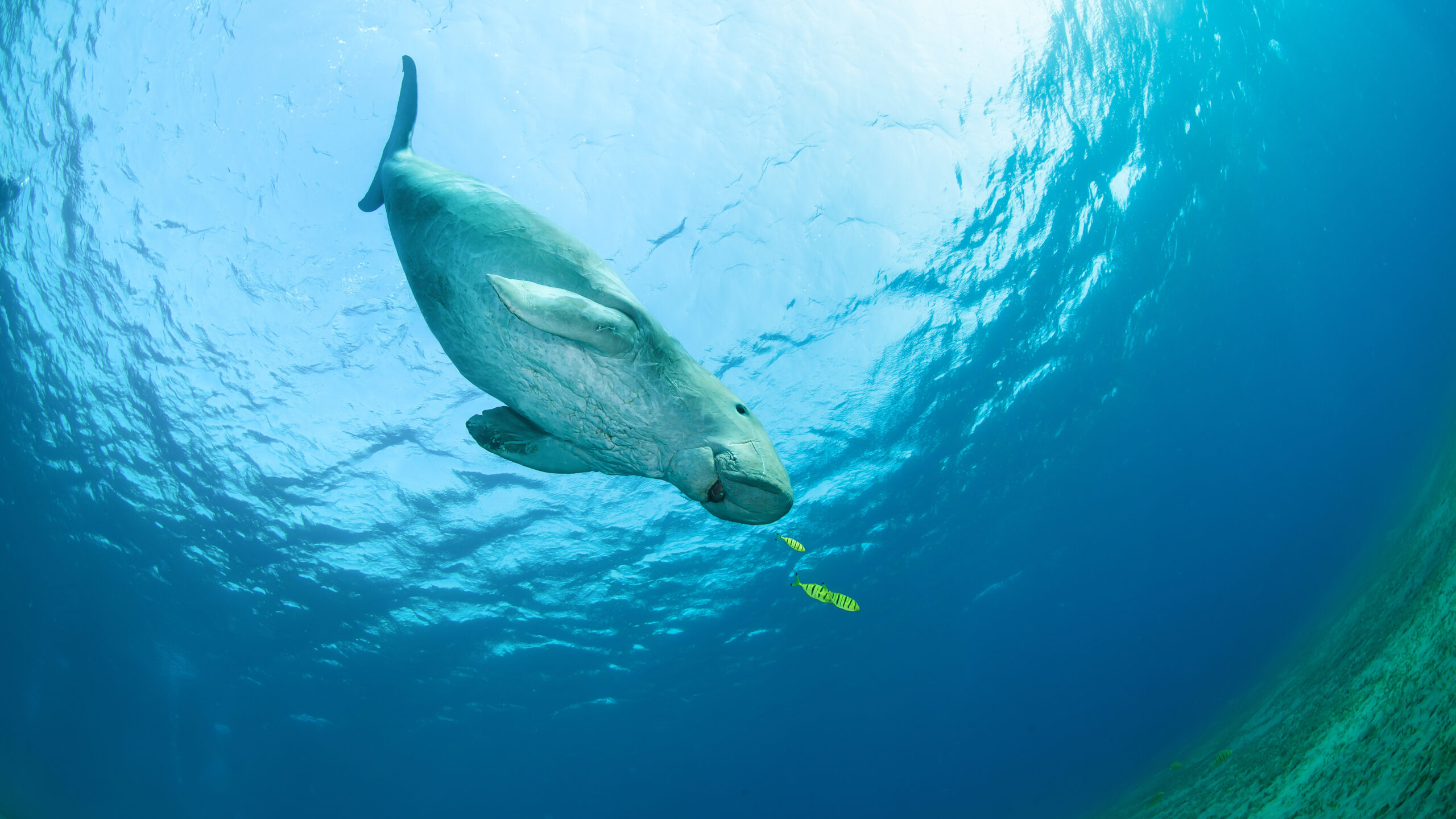 Dugong surrounded by yellow pilot fish in the ocean