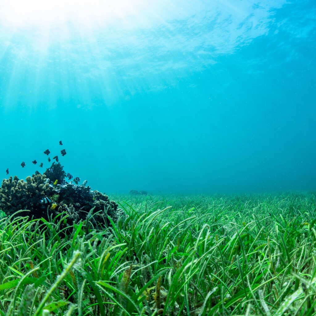 Barrell Craft Spirits feature image: small fish swimming in coral and sea grass bed