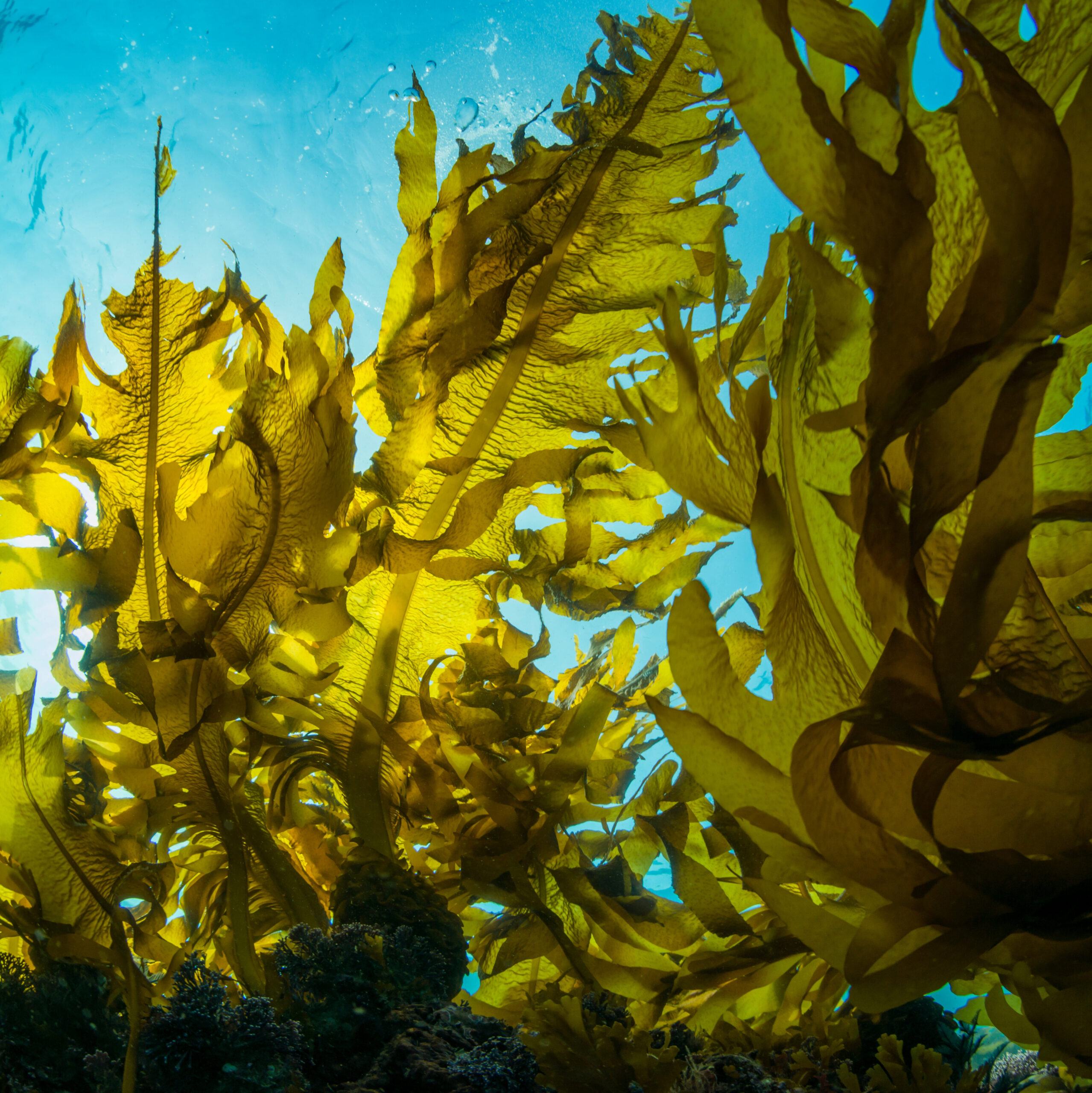 Seaweed under water