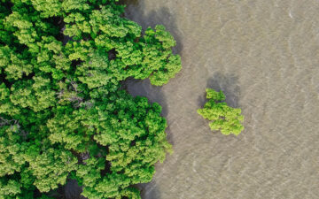 Mangrove forest overlooking water from above