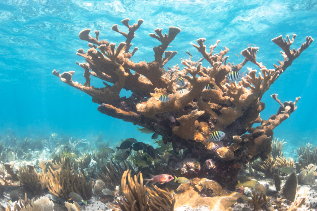 An image of a coral underwater, with fish swimming around it.