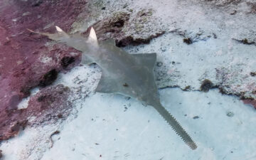 Sawfish Underwater