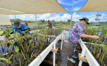 Tata ki te 8,000 nga mango whero e tipu ana i roto i ta matou whare whakatipuranga i Jobos Bay. I timata matou ki te hanga i tenei i te Maehe 2022.