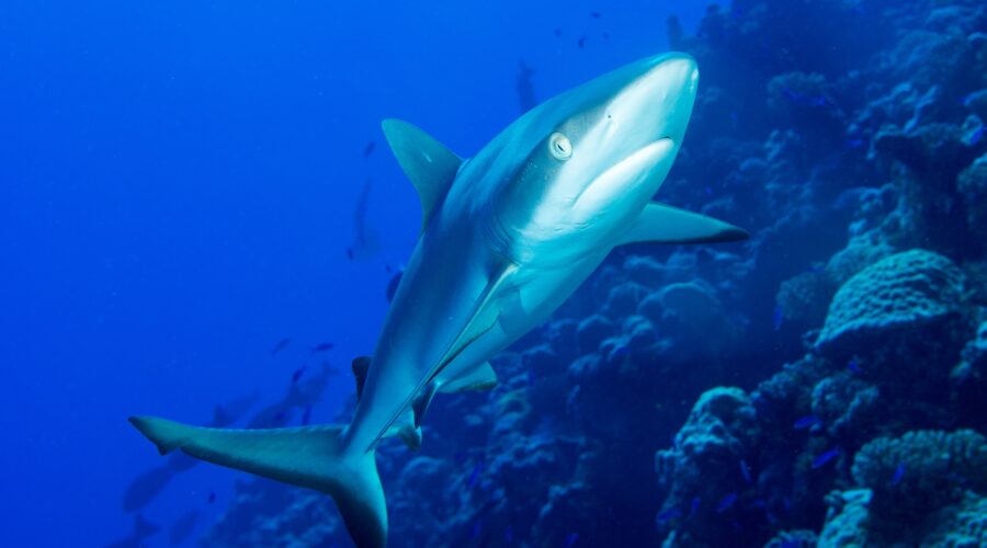 Shark underwater