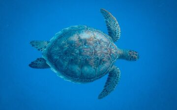 Turtle underwater