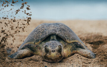 Nesting Sea Turtle on Beach