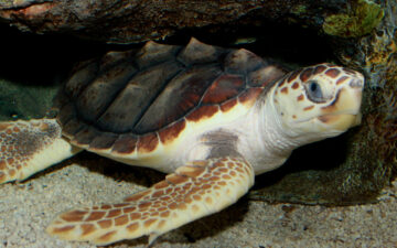 Loggerhead Turtle