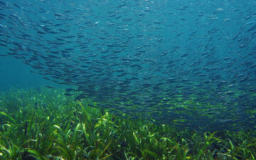 Seagrass bed with fish swimming through