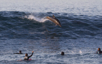 Dolphin jumping in waves with surfers