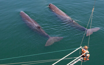 Overlooking Whales