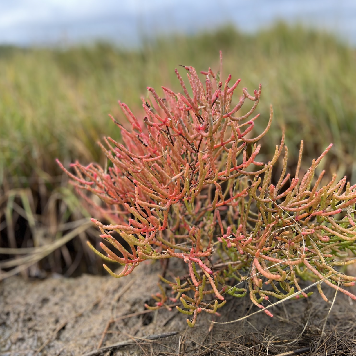 Salt marsh